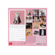 Calendrier Mural 2027 - 30 x 29 cm - Kittens