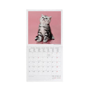 Calendrier Mural 2027 - 18 x 18 cm - Kittens